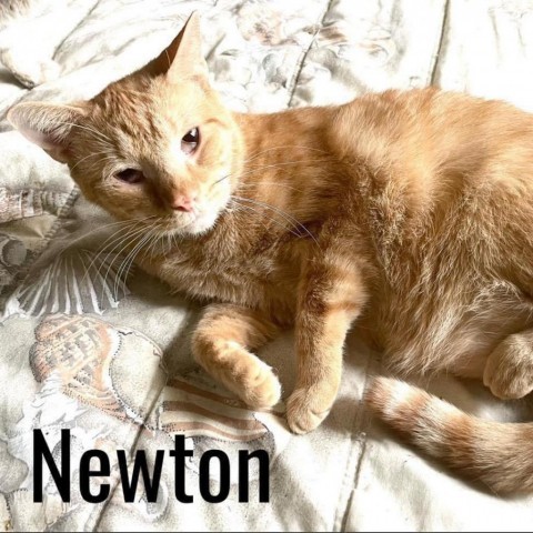 Newton, an adoptable Domestic Short Hair in Washington, PA, 15301 | Photo Image 1