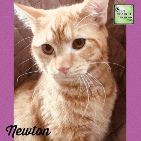 Newton, an adoptable Domestic Short Hair in Washington, PA, 15301 | Photo Image 2