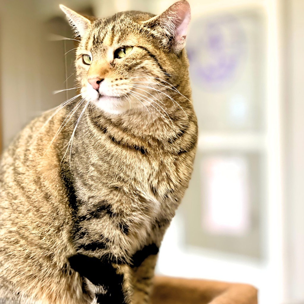 Amy, an adoptable Domestic Short Hair in Algona, IA, 50511 | Photo Image 1