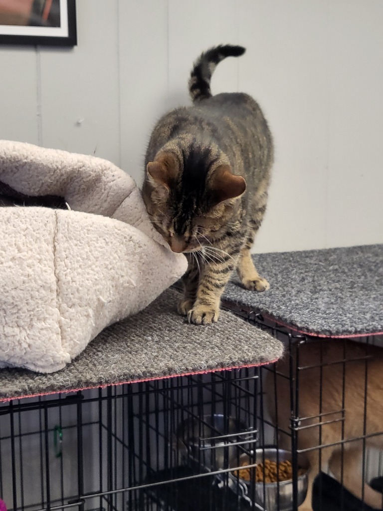 Amy, an adoptable Domestic Short Hair in Algona, IA, 50511 | Photo Image 3