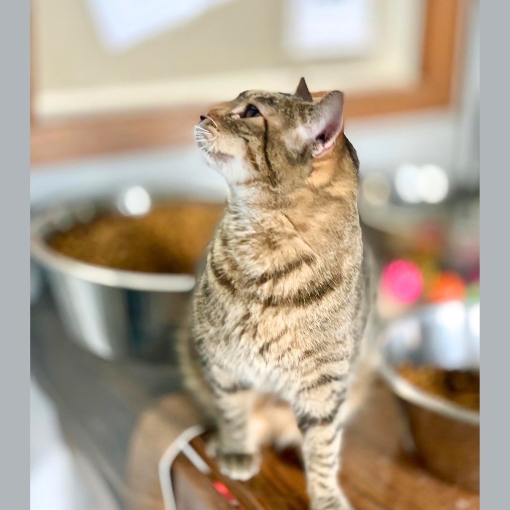 Amy, an adoptable Domestic Short Hair in Algona, IA, 50511 | Photo Image 5