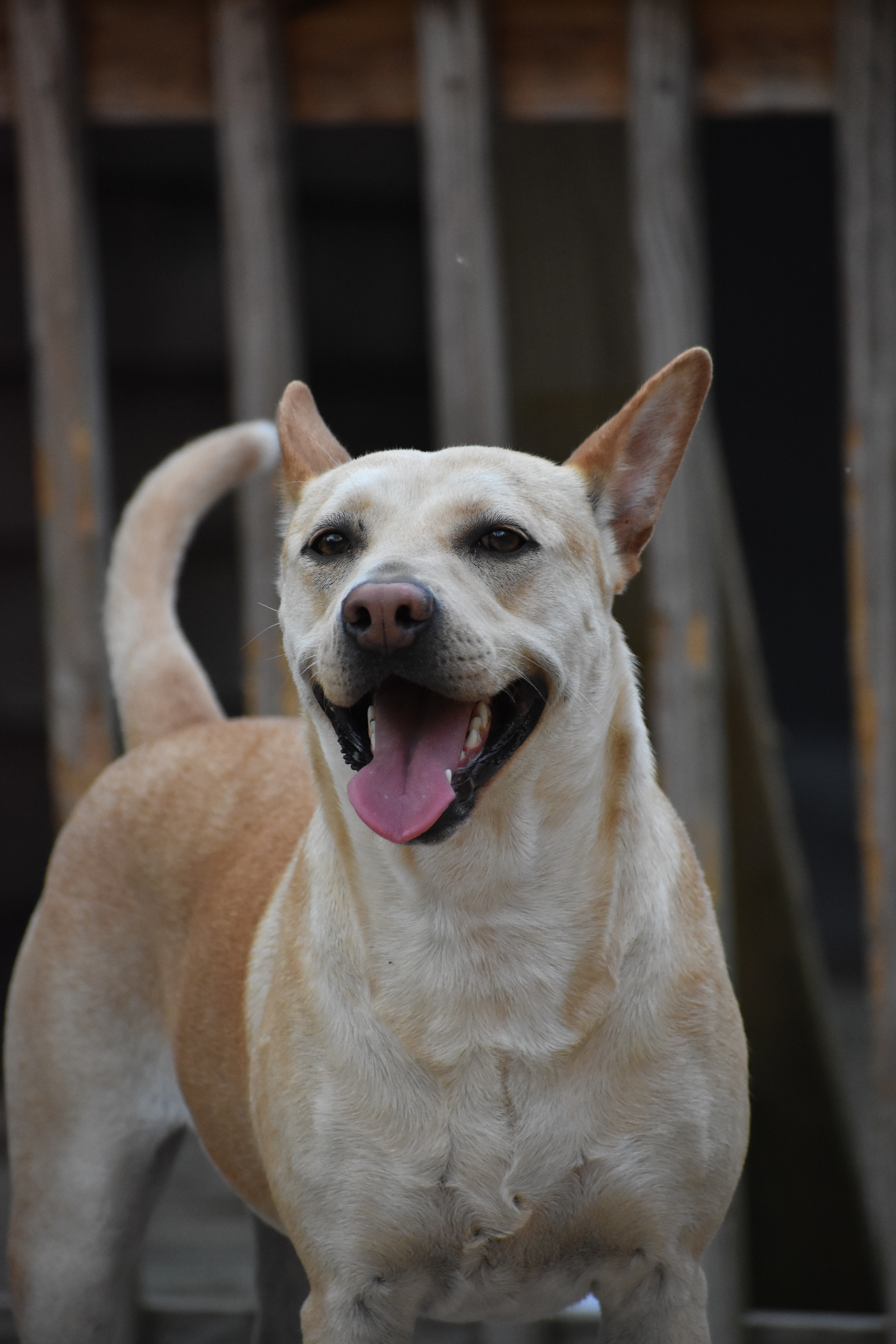 Cassie, an adoptable Mixed Breed in Demopolis, AL, 36732 | Photo Image 2