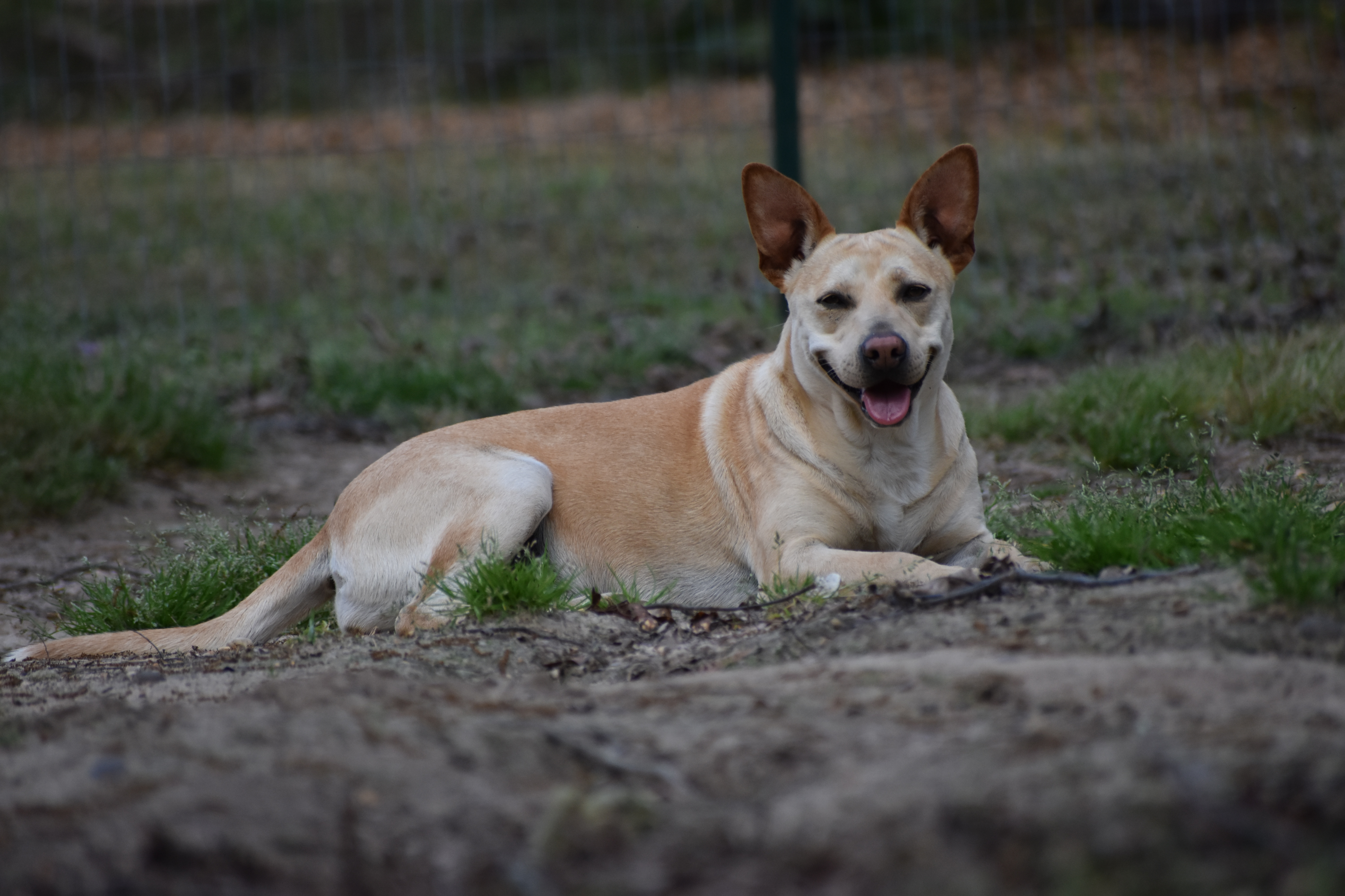 Cassie, an adoptable Mixed Breed in Demopolis, AL, 36732 | Photo Image 1