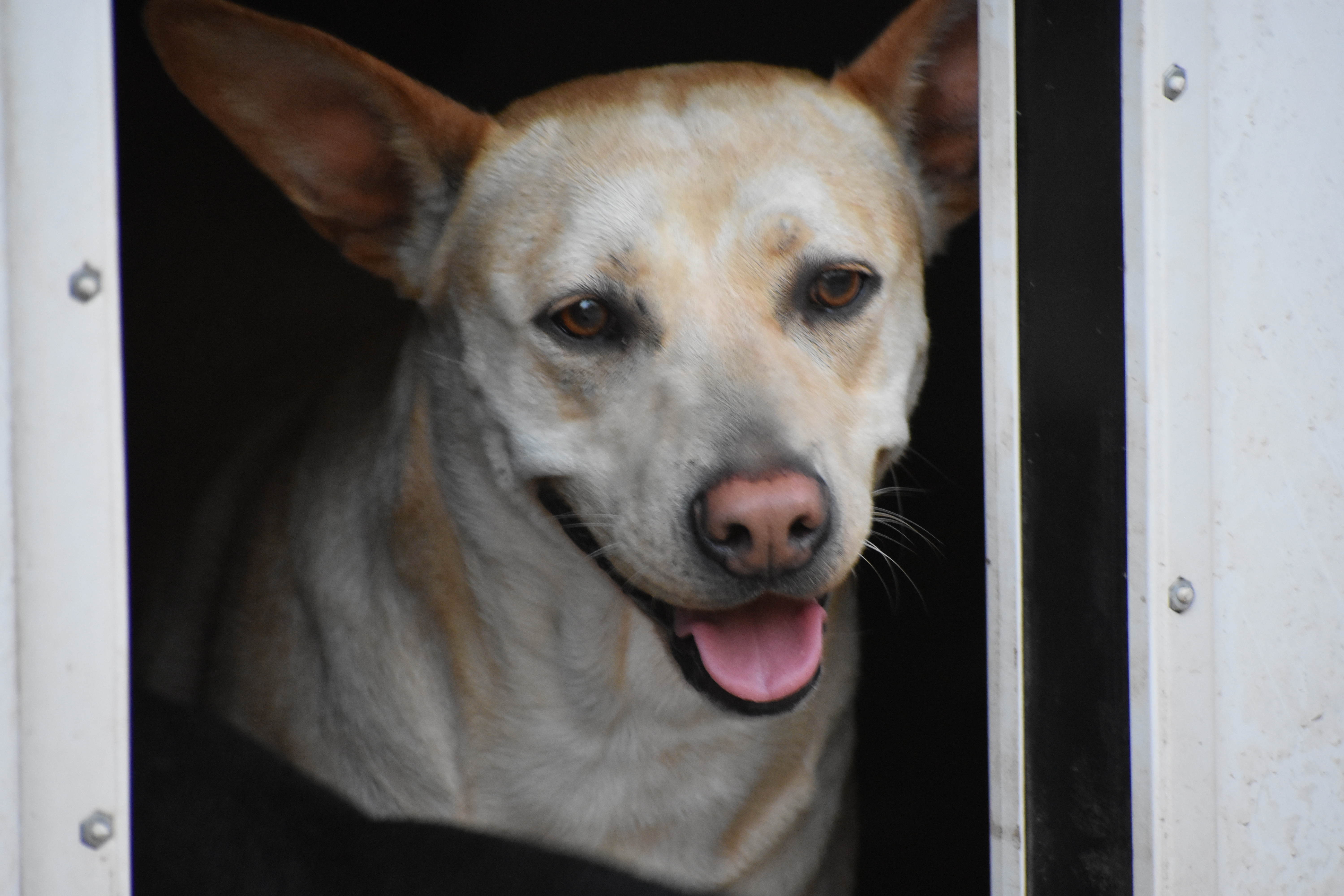 Cassie, an adoptable Mixed Breed in Demopolis, AL, 36732 | Photo Image 3