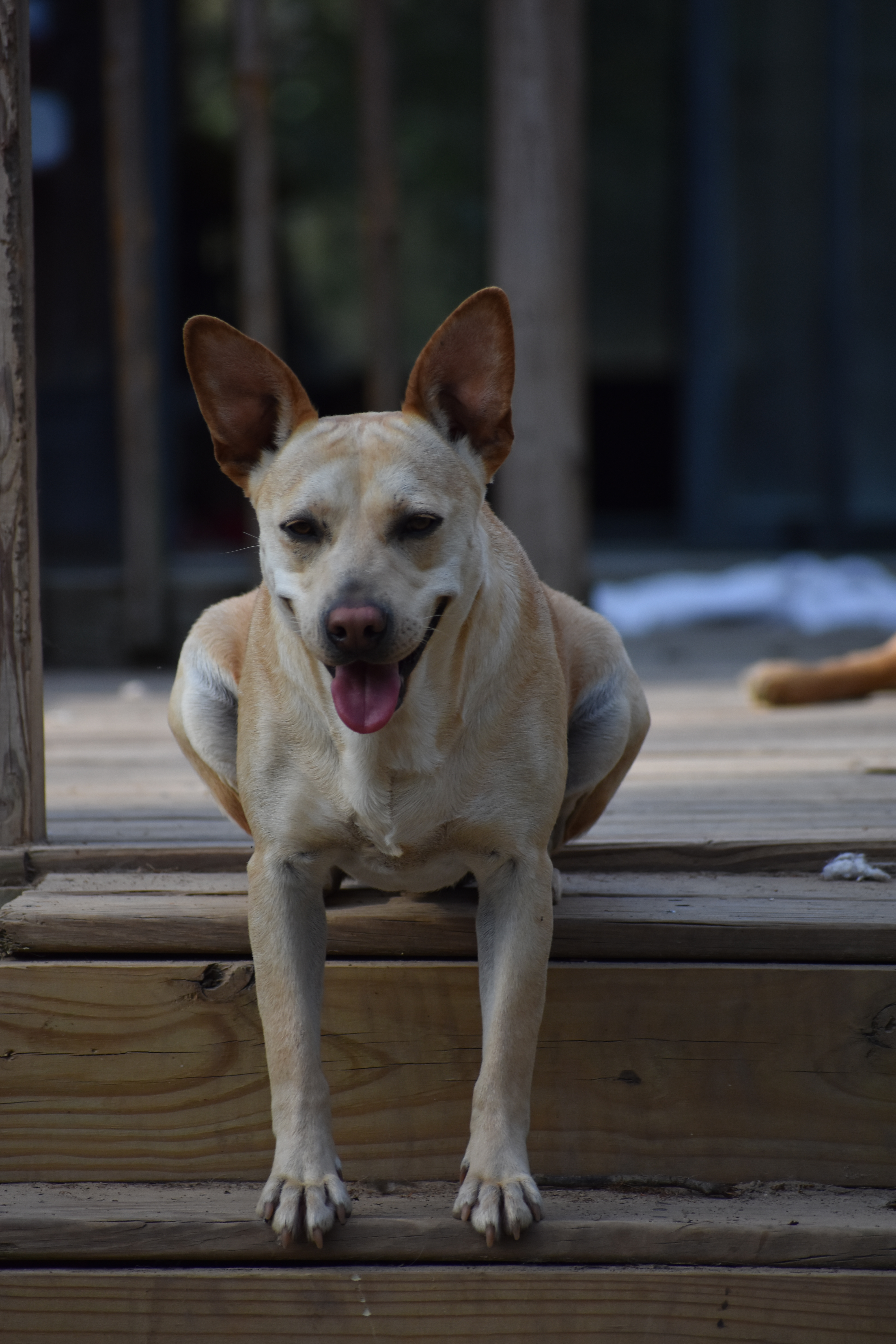 Cassie, an adoptable Mixed Breed in Demopolis, AL, 36732 | Photo Image 4