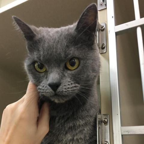 Pepper Potts, an adoptable Domestic Short Hair in Cumming, GA, 30040 | Photo Image 1