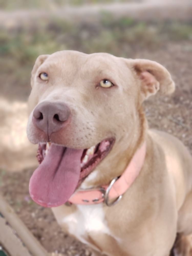 Daisy, an adoptable Pit Bull Terrier in Crosbyton, TX, 79322 | Photo Image 1
