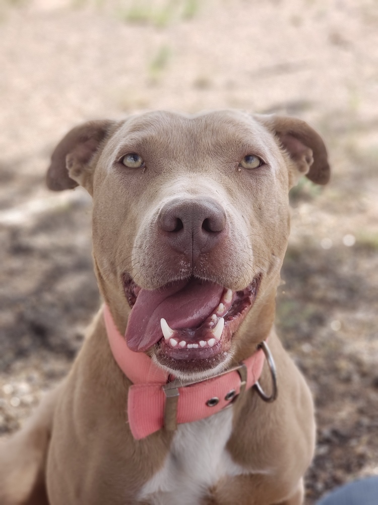 Daisy, an adoptable Pit Bull Terrier in Crosbyton, TX, 79322 | Photo Image 2