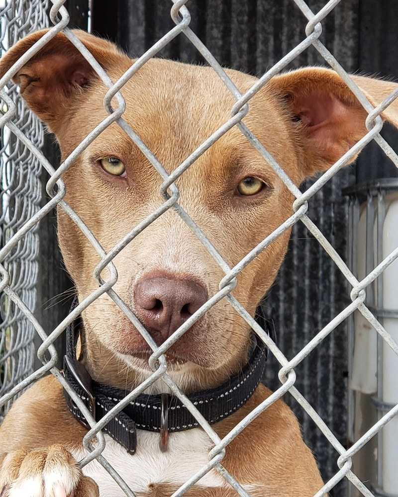 Daisy, an adoptable Pit Bull Terrier in Crosbyton, TX, 79322 | Photo Image 3