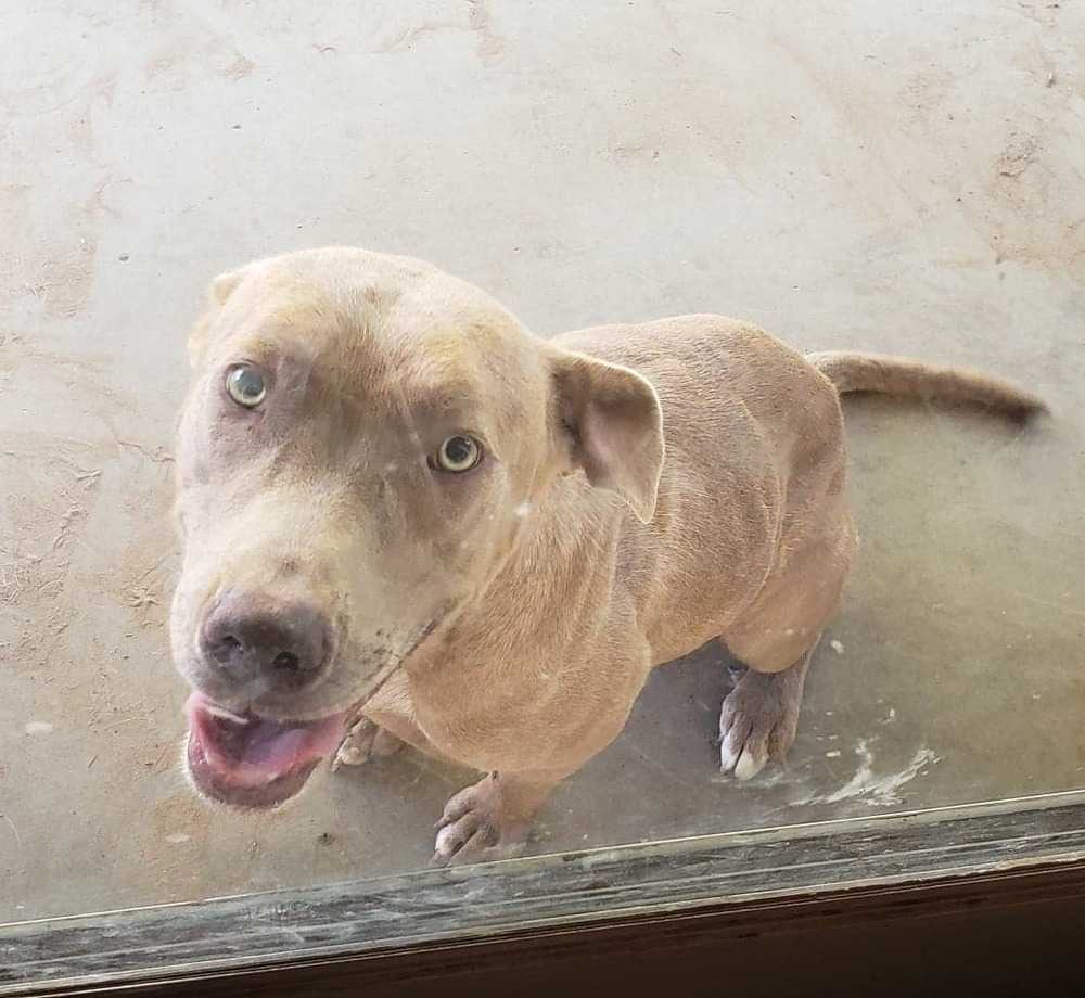 Daisy, an adoptable Pit Bull Terrier in Crosbyton, TX, 79322 | Photo Image 4