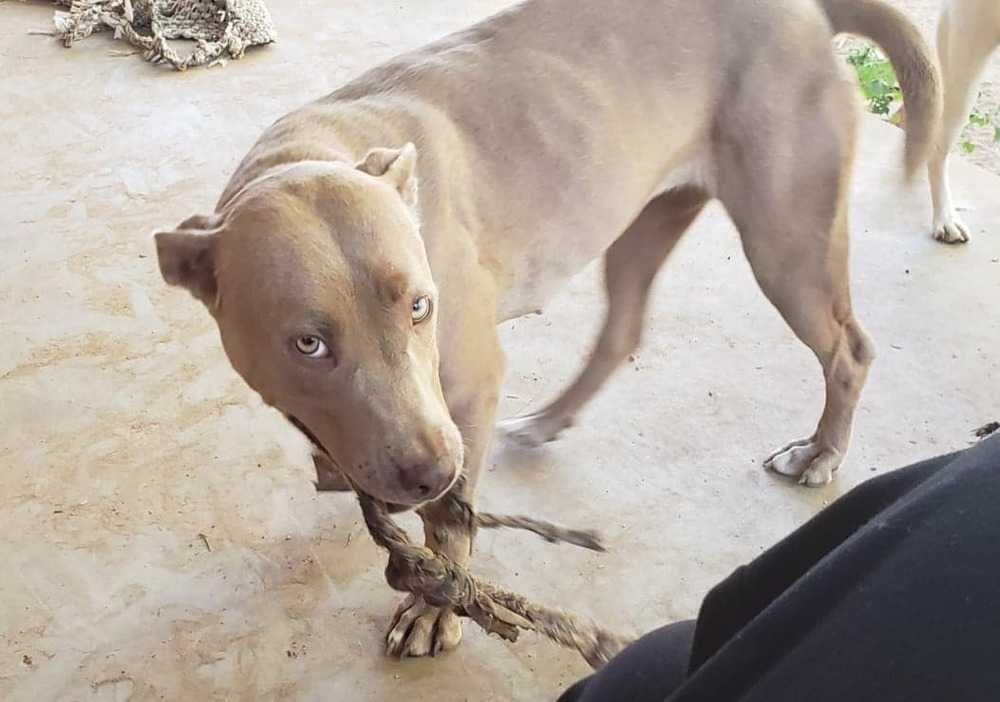 Daisy, an adoptable Pit Bull Terrier in Crosbyton, TX, 79322 | Photo Image 5