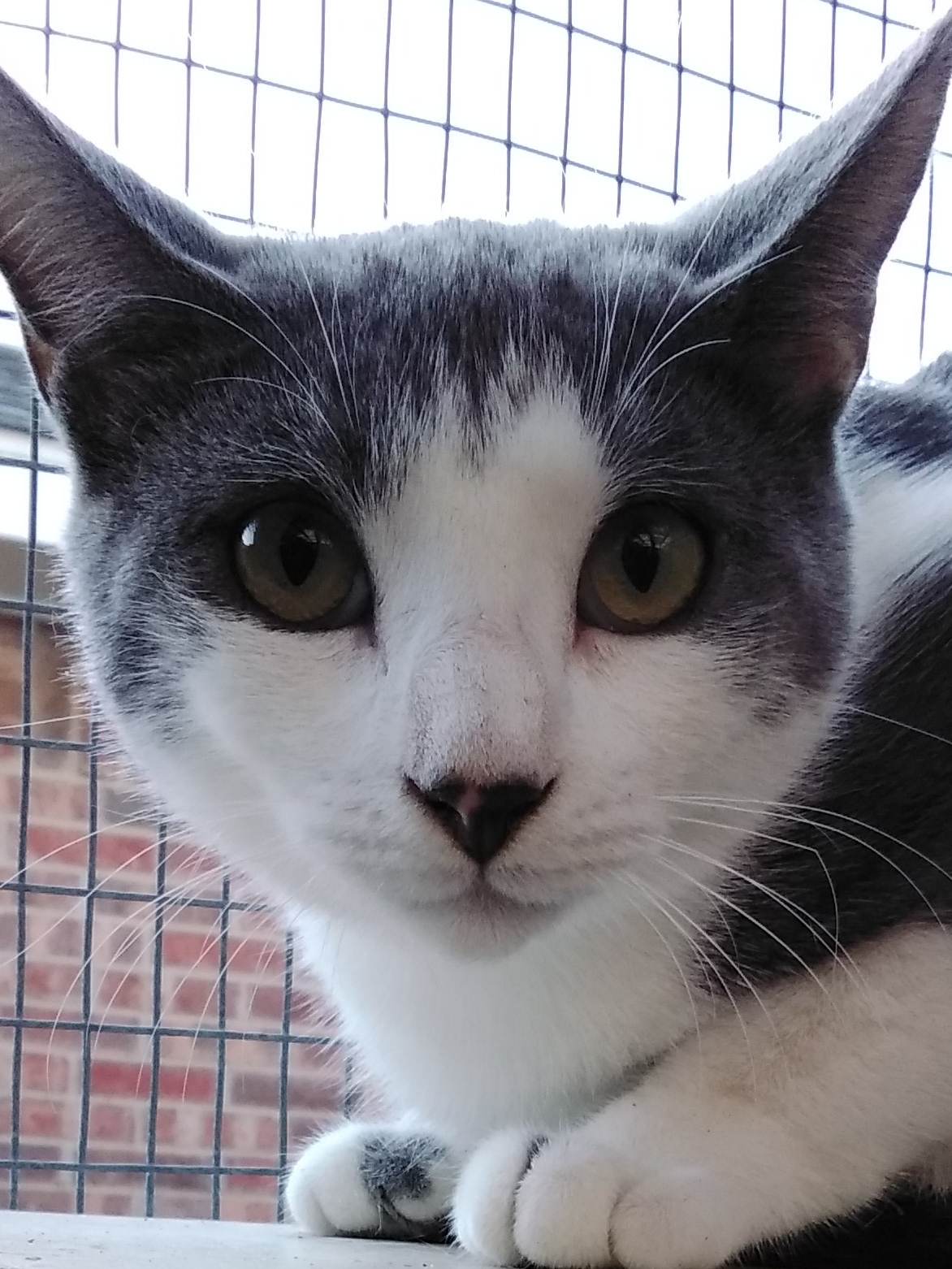 Amara, an adoptable Tabby, Domestic Short Hair in Arlington, TX, 76013 | Photo Image 1