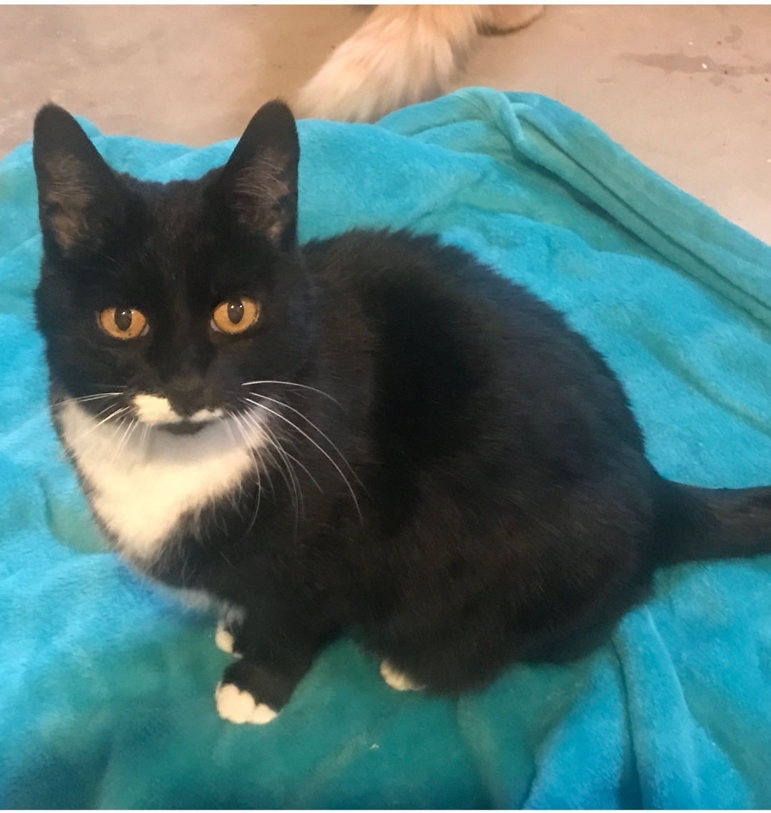 Felicity, an adoptable Tuxedo in Flushing, MI, 48433 | Photo Image 1