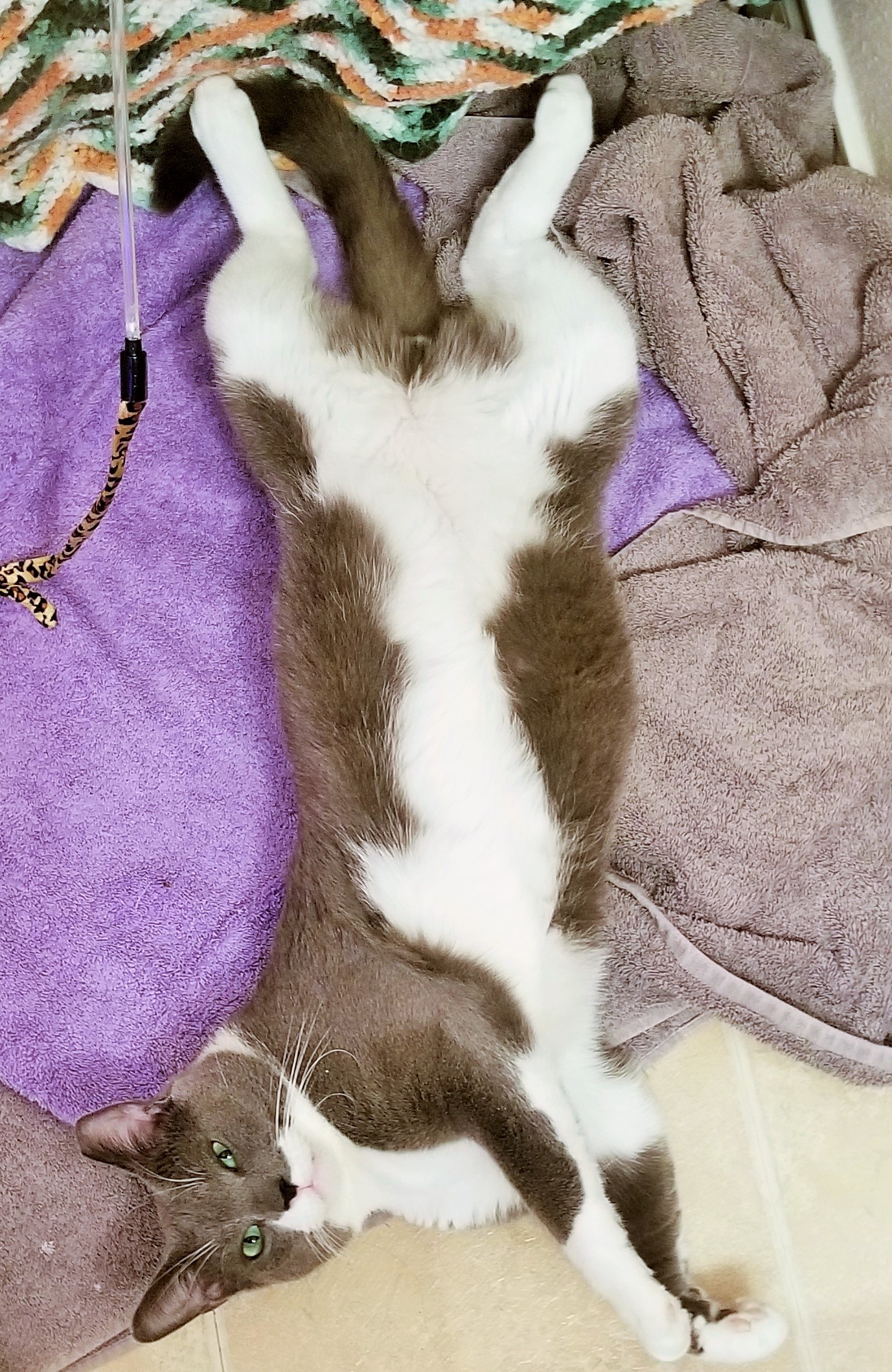 Koi, an adoptable Domestic Short Hair in Colleyville, TX, 76034 | Photo Image 1