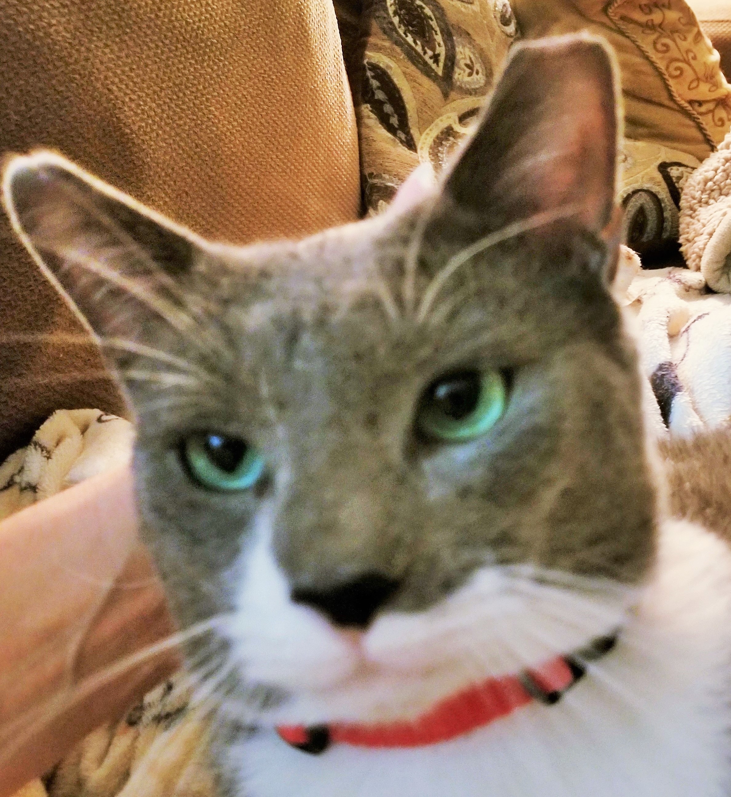 Koi, an adoptable Domestic Short Hair in Colleyville, TX, 76034 | Photo Image 3