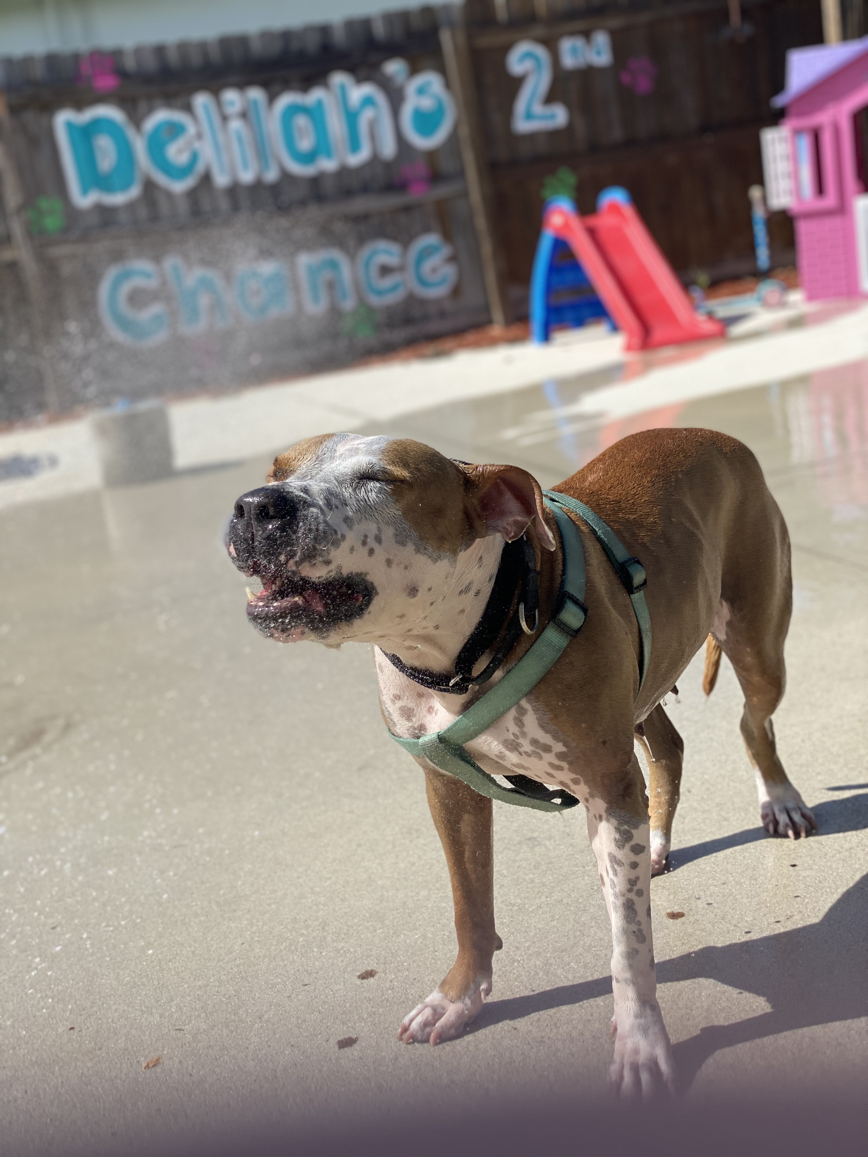 Ariel, an adoptable American Bulldog in Port Saint Lucie, FL, 34953 | Photo Image 3