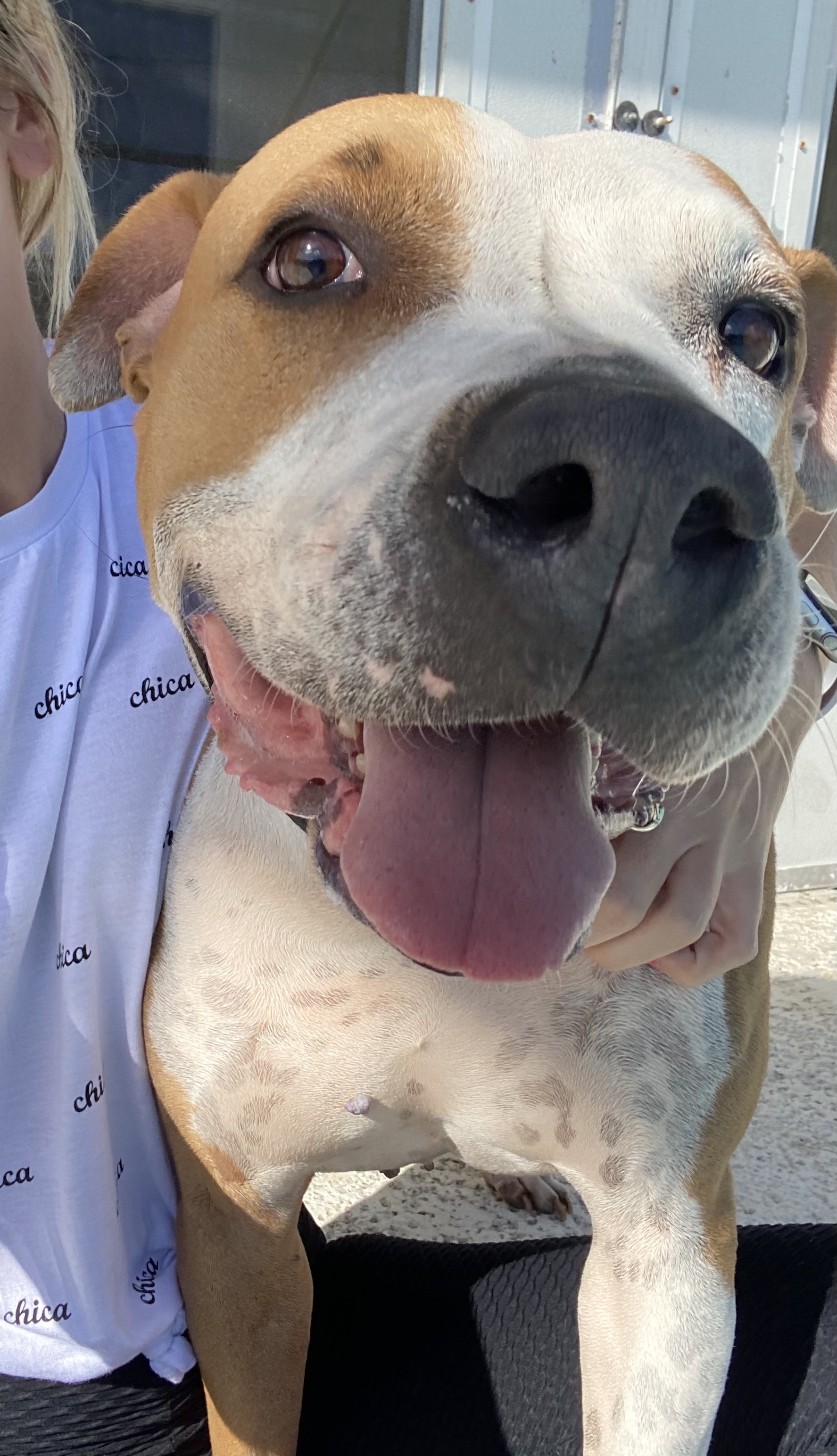 Ariel, an adoptable American Bulldog in Port Saint Lucie, FL, 34953 | Photo Image 5