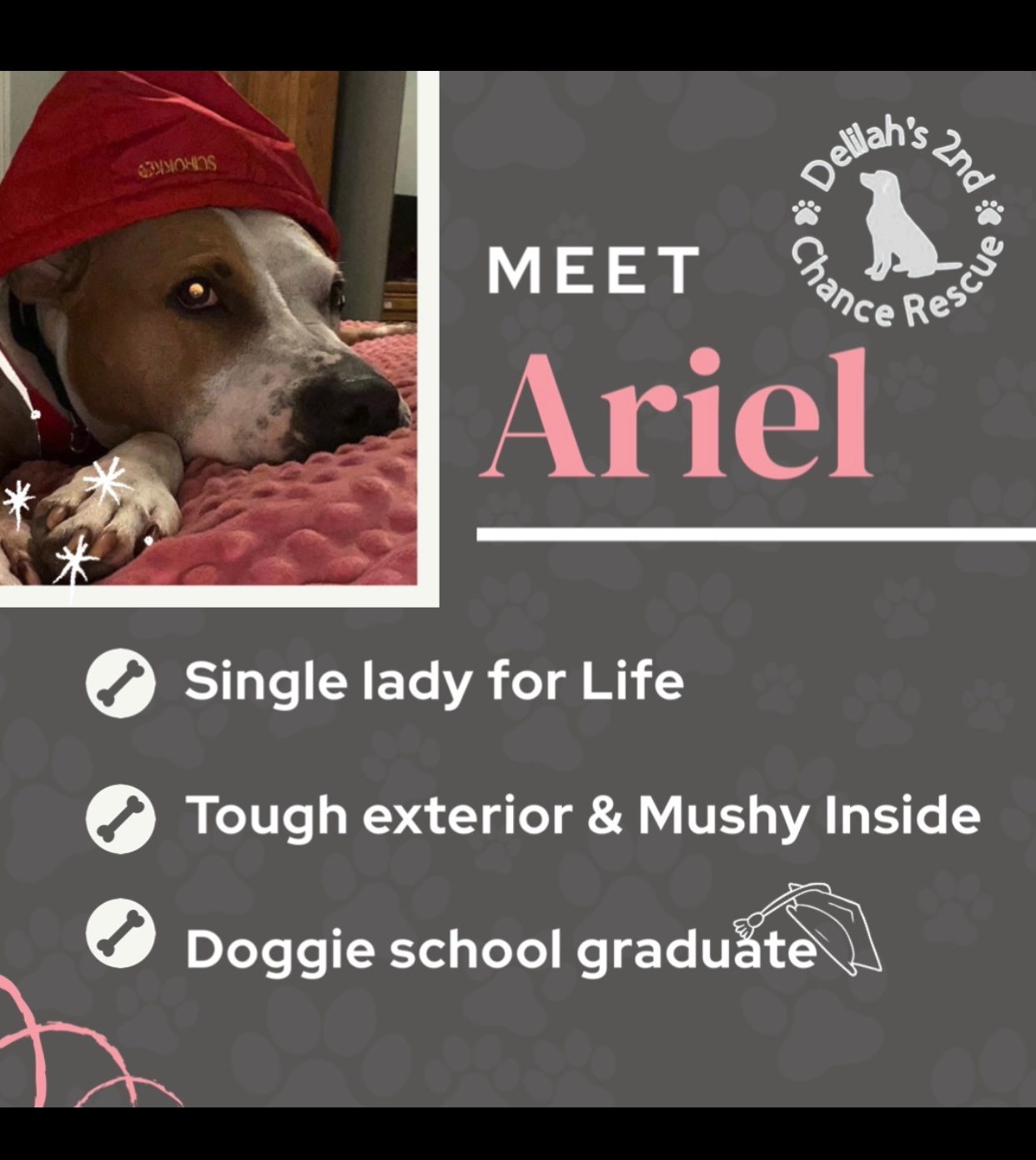 Ariel, an adoptable American Bulldog in Port Saint Lucie, FL, 34953 | Photo Image 6
