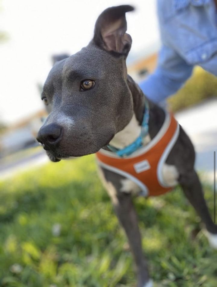 Mila, an adopted American Bulldog & Terrier Mix in Coral Springs, FL_image-3