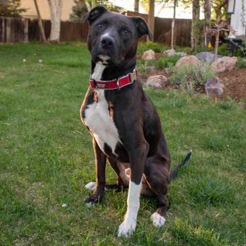 Pinyon Pine aka Dipper, an adoptable Pit Bull Terrier, Labrador Retriever in West Jordan, UT, 84084 | Photo Image 1