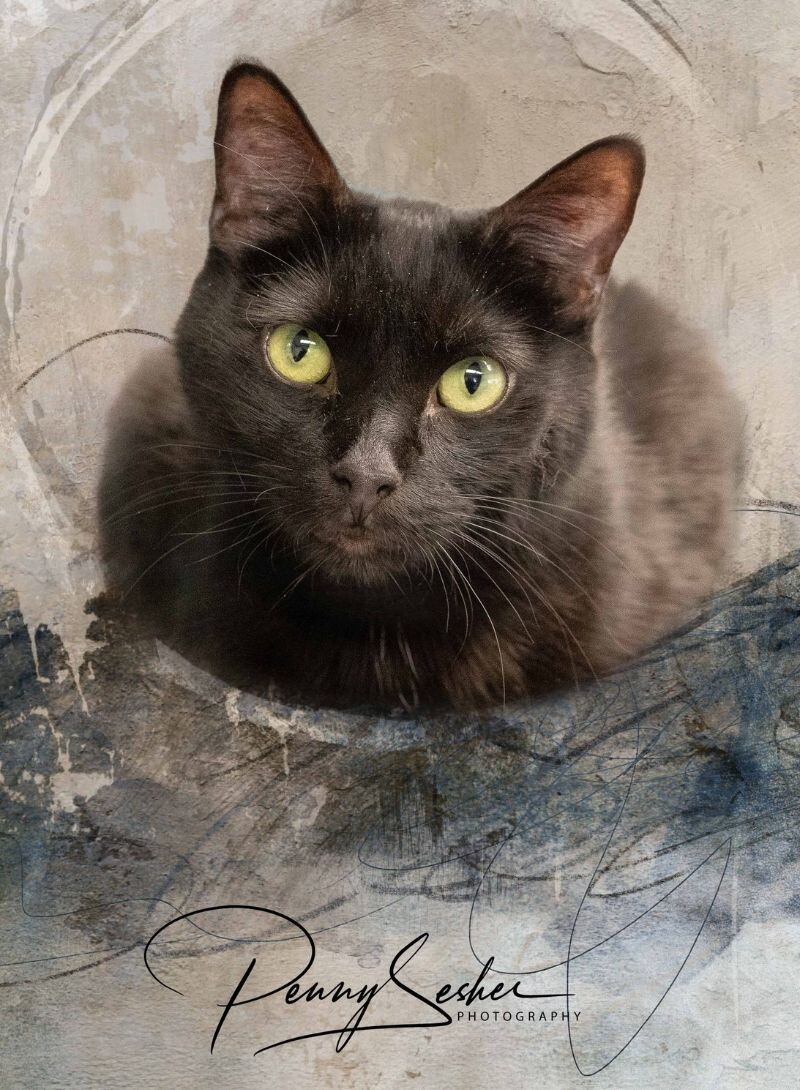 Cash, an adoptable Domestic Short Hair in Belton, MO, 64012 | Photo Image 1