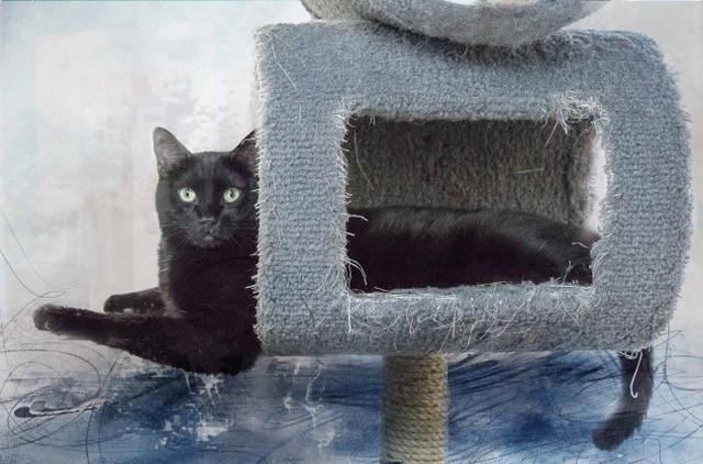 Cash, an adoptable Domestic Short Hair in Belton, MO, 64012 | Photo Image 3