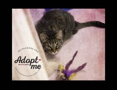 Chance, an adoptable Tabby in Belton, MO, 64012 | Photo Image 1