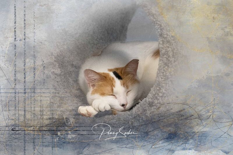 Ernestine Jane, an adoptable Calico in Belton, MO, 64012 | Photo Image 1