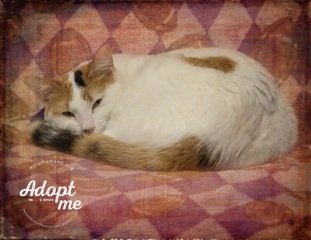 Ernestine Jane, an adoptable Calico in Belton, MO, 64012 | Photo Image 3