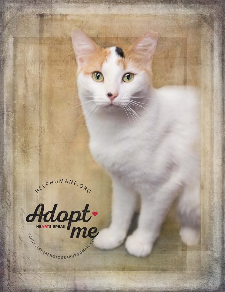 Ernestine Jane, an adoptable Calico in Belton, MO, 64012 | Photo Image 6