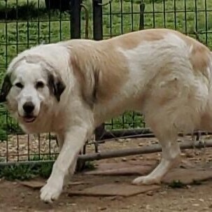 Great pyrenees short sales coat