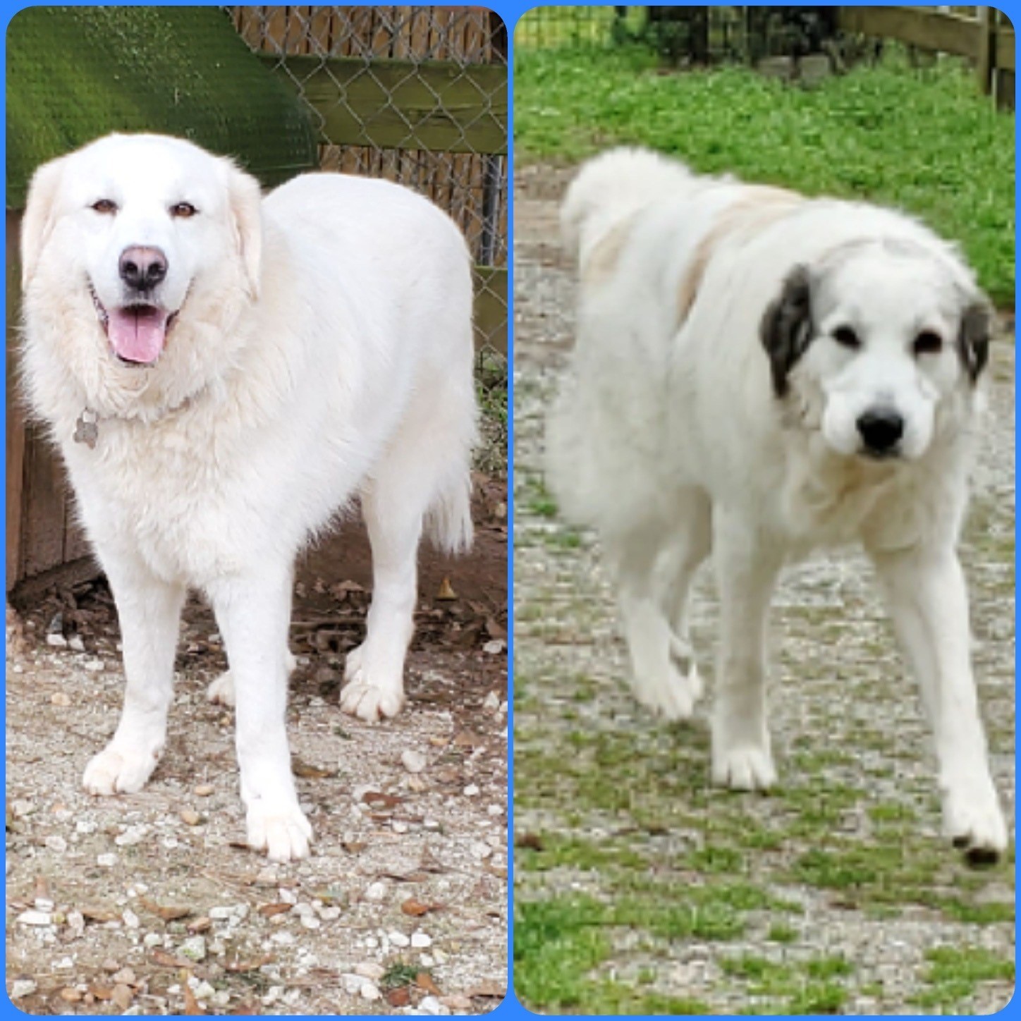 Duke, an adoptable Great Pyrenees in Newnan, GA, 30263 | Photo Image 2