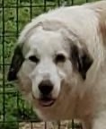 Duke, an adoptable Great Pyrenees in Newnan, GA, 30263 | Photo Image 3