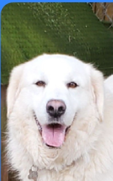 Great pyrenees hot sale mix adoption