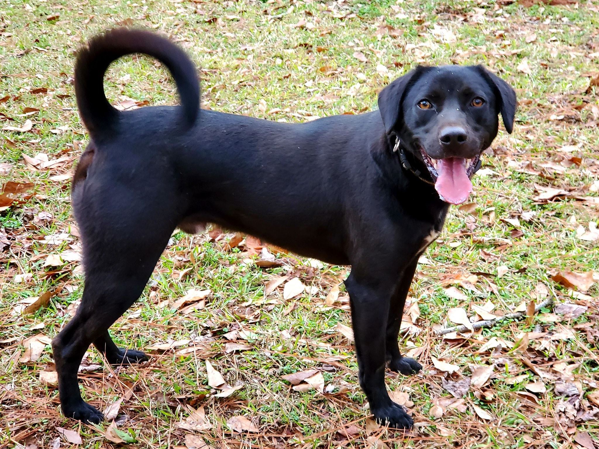 Colby, an adoptable Labrador Retriever in Newnan, GA, 30263 | Photo Image 2