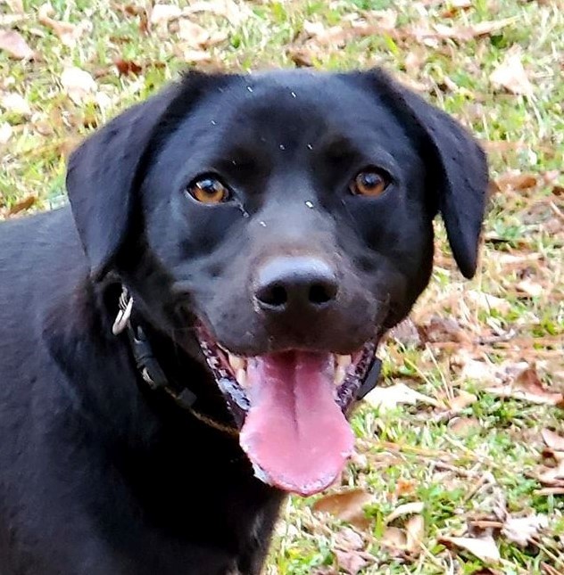 Colby, an adoptable Labrador Retriever in Newnan, GA, 30263 | Photo Image 3