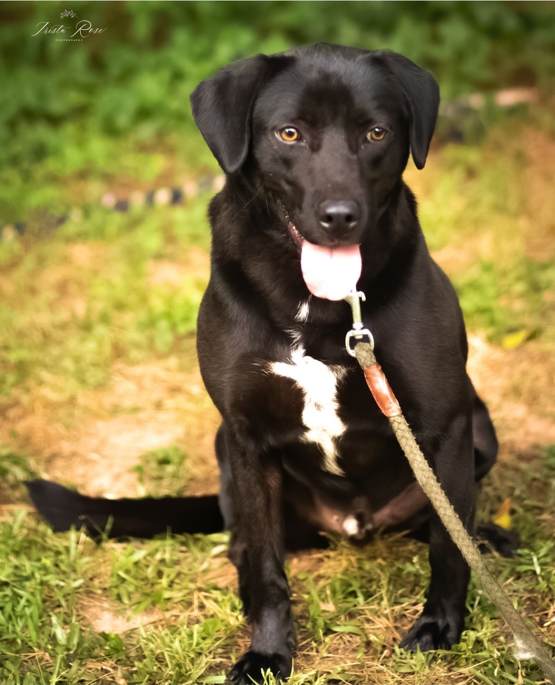 Colby, an adoptable Labrador Retriever in Newnan, GA, 30263 | Photo Image 1