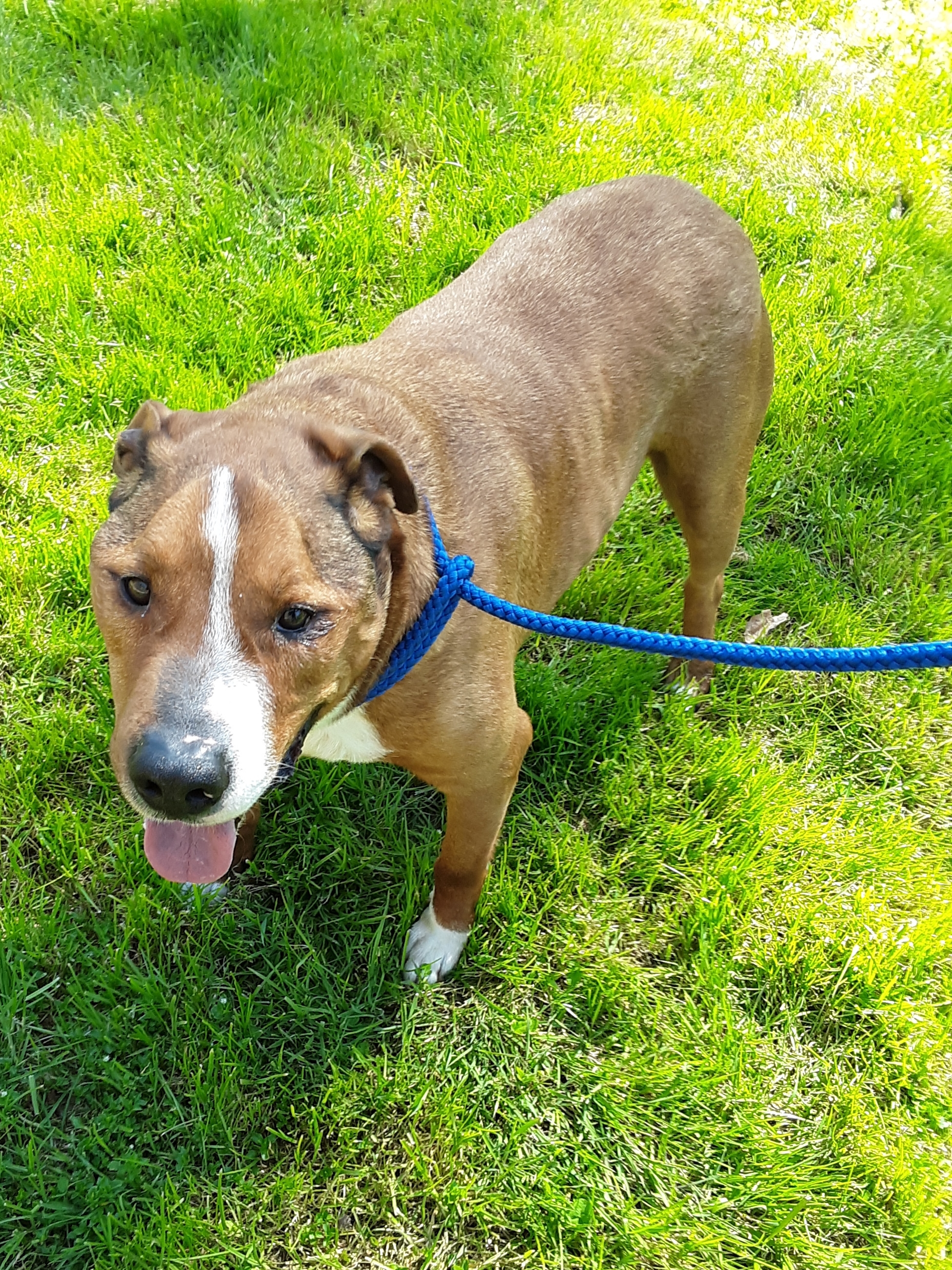 Adam, an adoptable Mixed Breed in Long Bottom, OH, 45743 | Photo Image 1