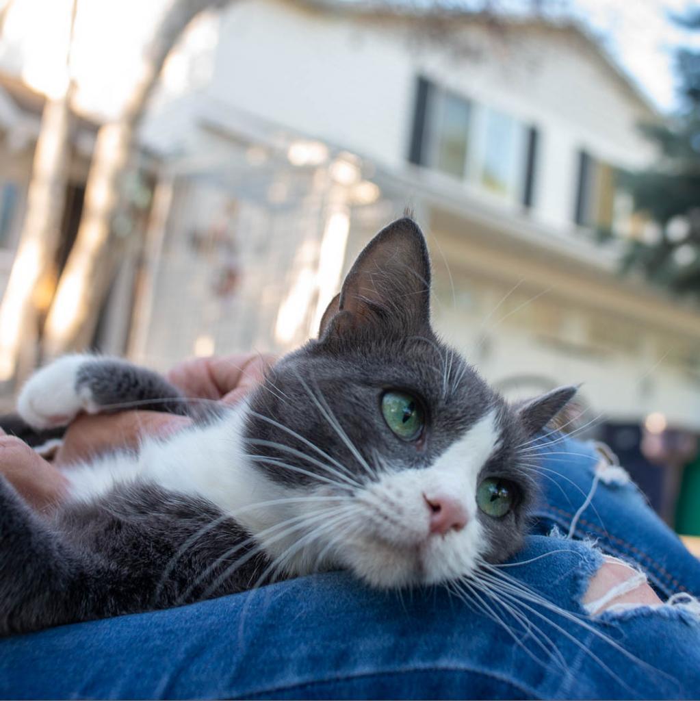 Shelby, an adoptable Domestic Short Hair in West Jordan, UT, 84084 | Photo Image 1