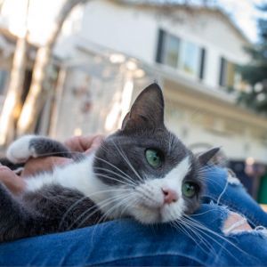 Shelby, Senior Female unknown