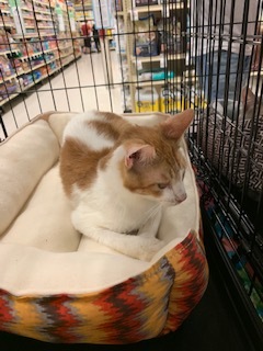 Theodore, an adoptable Domestic Short Hair in Mesquite, TX, 75181 | Photo Image 2