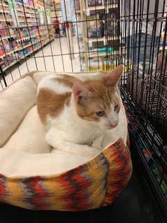 Theodore, an adoptable Domestic Short Hair in Mesquite, TX, 75181 | Photo Image 1