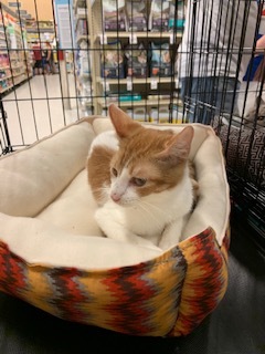 Theodore, an adoptable Domestic Short Hair in Mesquite, TX, 75181 | Photo Image 3