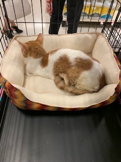 Theodore, an adoptable Domestic Short Hair in Mesquite, TX, 75181 | Photo Image 4