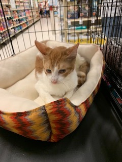 Theodore, an adoptable Domestic Short Hair in Mesquite, TX, 75181 | Photo Image 5