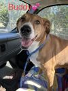 Buddy photo 1
