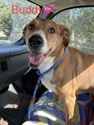 Buddy, Senior Male unknown