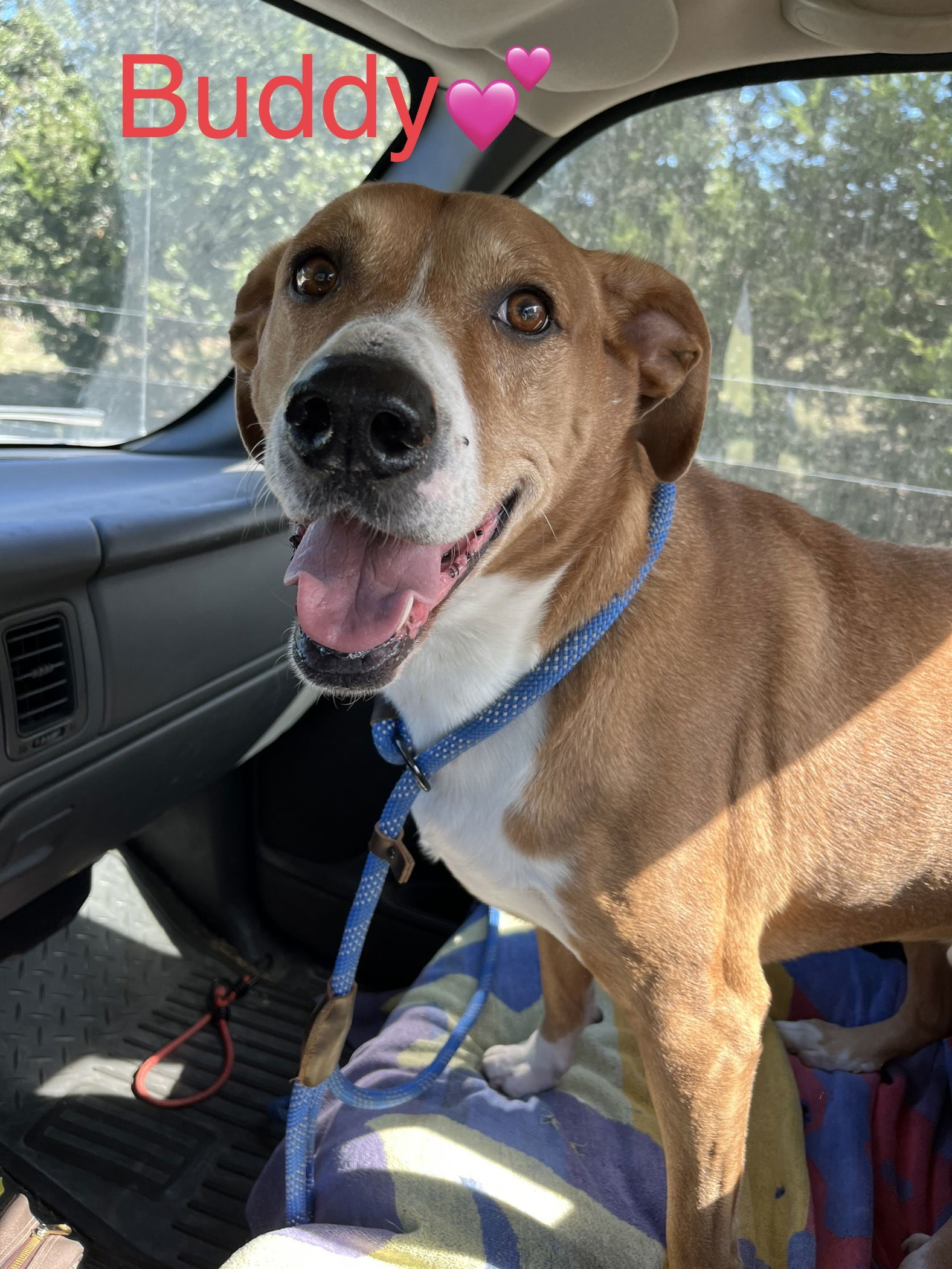 Buddy, an adoptable Labrador Retriever in Pipe Creek, TX, 78063 | Photo Image 1