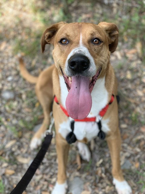 Buddy, an adoptable Labrador Retriever, Terrier in Pipe Creek, TX, 78063 | Photo Image 2