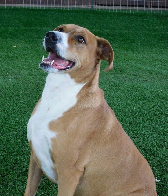 Buddy, an adoptable Labrador Retriever, Terrier in Pipe Creek, TX, 78063 | Photo Image 3